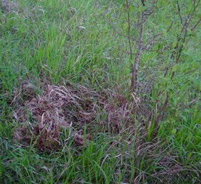 Corteccia pino raschiata